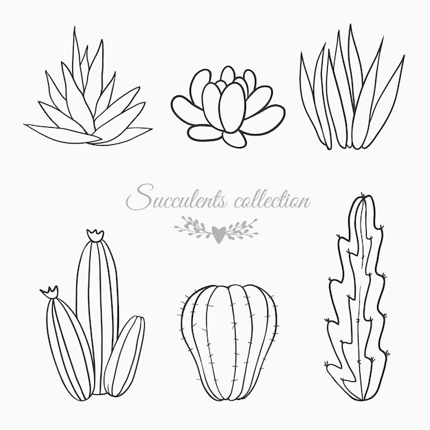 Bosquejo del vector de cactus y suculentas