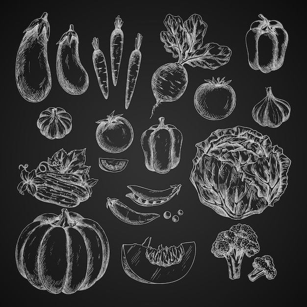 Bosquejo del vector de los iconos aislados de verduras