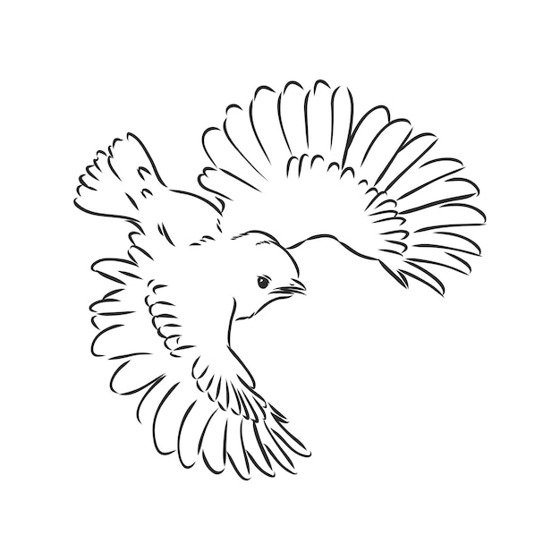 Bosquejo del vector de la ilustración de vector de gorrión de pájaro