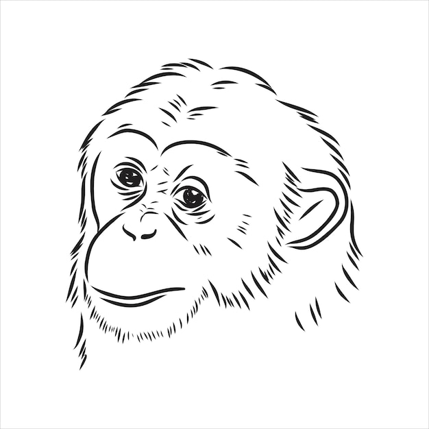 Bosquejo del vector del mono del chimpancé de la ilustración del vector del chimpancé joven