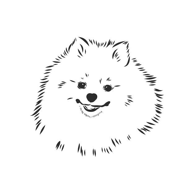 Bosquejo del vector del perro de pomerania boceto dibujado de la mano del perro de pomerania