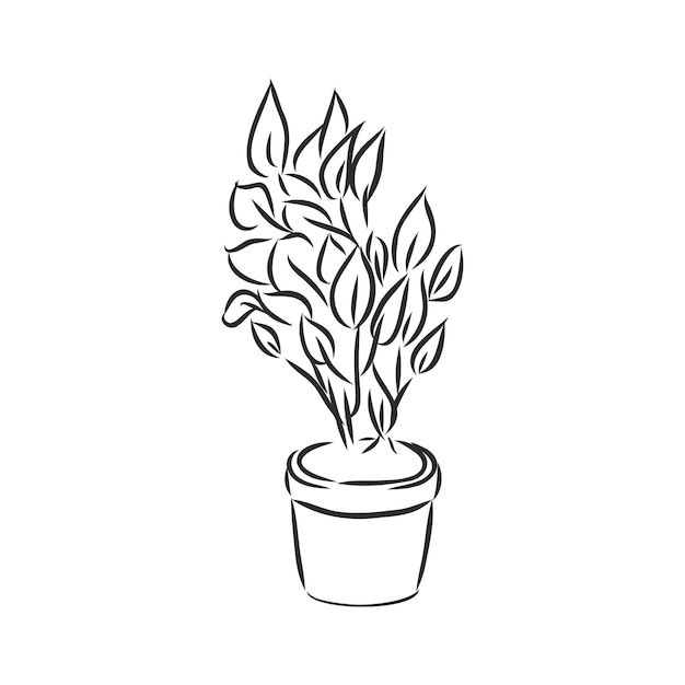 Bosquejo del vector de la planta de interior de las plantas de la maceta en un fondo blanco