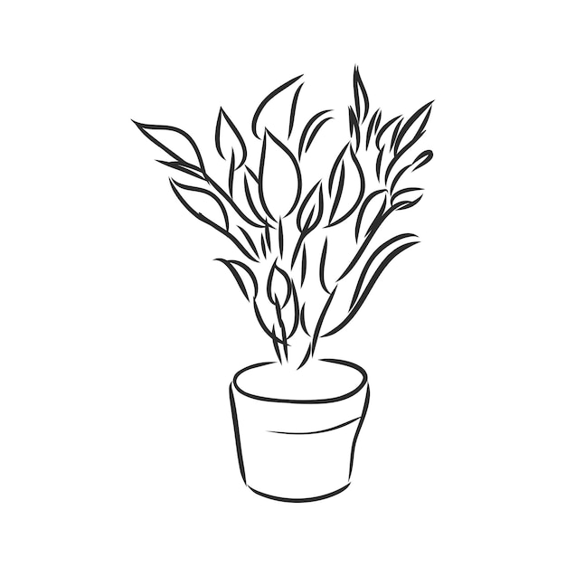 Bosquejo del vector de la planta de interior de las plantas de la maceta en un fondo blanco