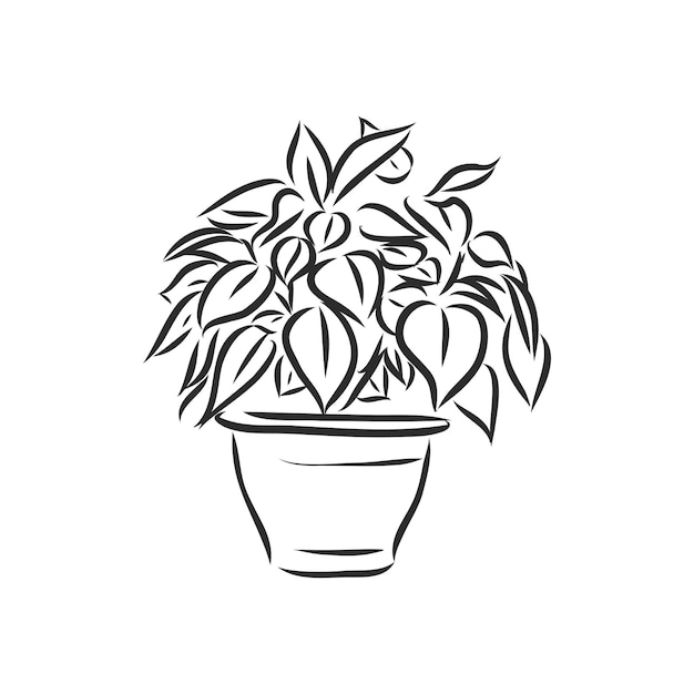 bosquejo del vector de la planta de interior sobre un fondo blanco