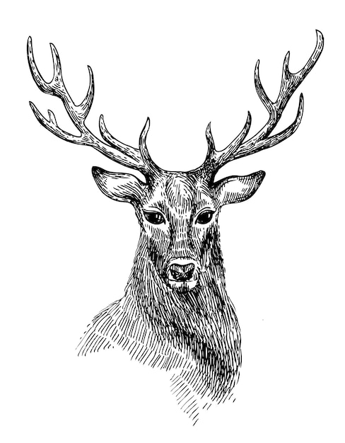 bosquejo, de, venado