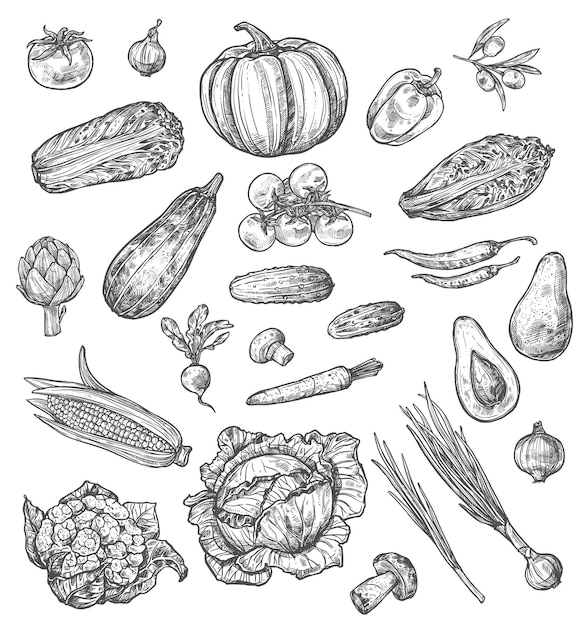 Vector bosquejo de verduras y setas de verduras frescas