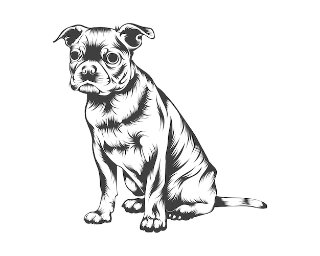 Boston Terrier Breed Vector Illustration, Boston Terrier Dog Vector sobre fondo blanco para camiseta,