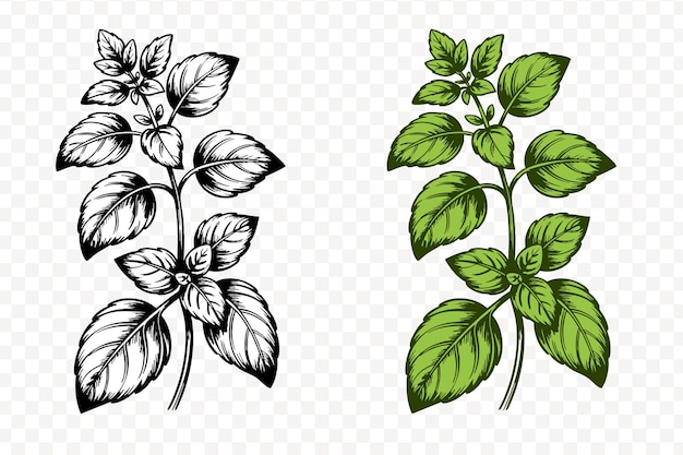 Botanical Illustration of Oregano Sprig in Outline Style with Detailed Leaf Veins