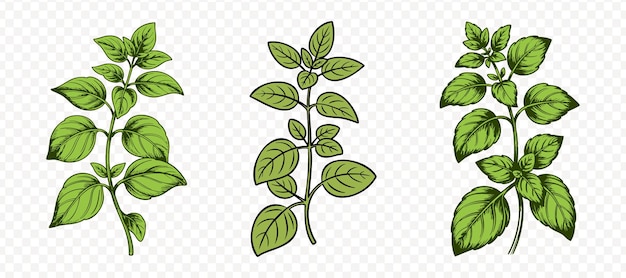Botanical Illustration set of a Basil Plant with Leaves in Green on Transparent Background