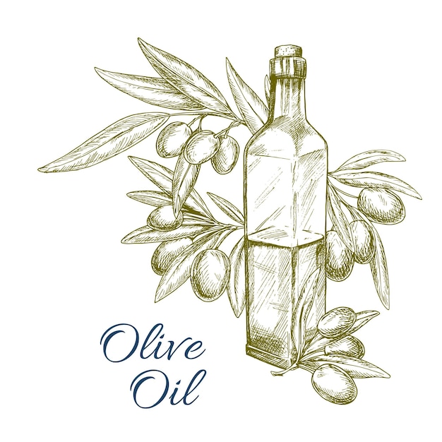 Botella de aceite de oliva y bosquejo de vector de rama de aceitunas