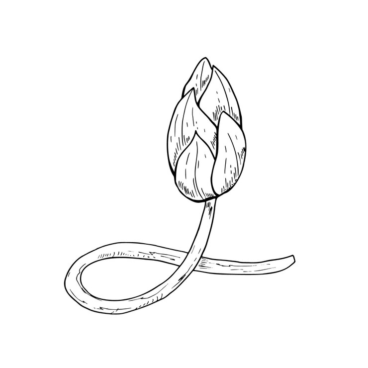 Vector botón de loto en flor con tallo curvo vector ilustración aislada clip art monocromo lirio de agua flor de línea dibujada a mano dibujo de tinta negra para cartel diseño de boda tatuaje de icono