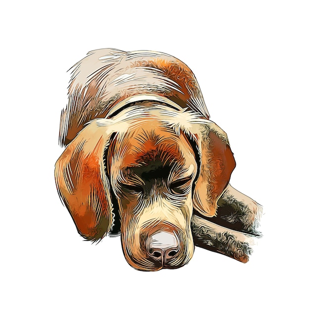 Vector braque francais perro raza acuarela boceto dibujado mano pintura ilustración