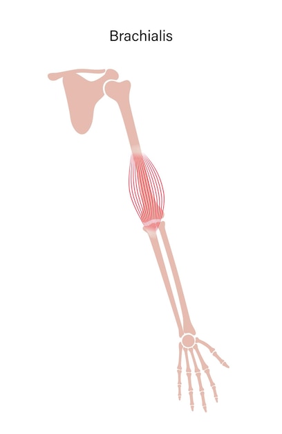 brazos del sistema muscular