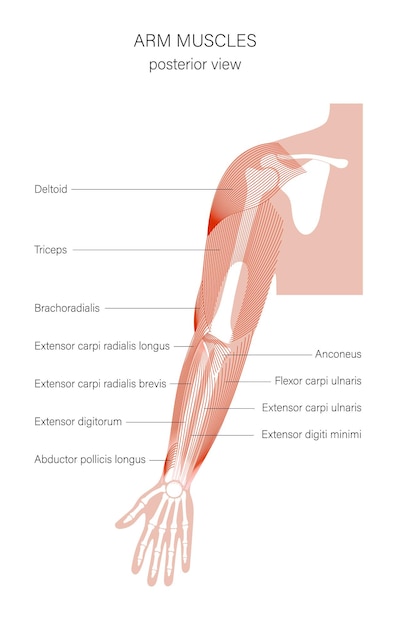 Vector brazos del sistema muscular