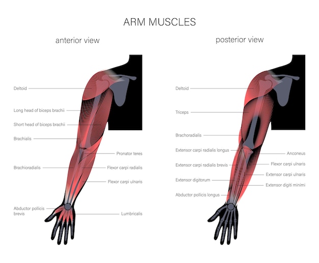 Vector brazos del sistema muscular