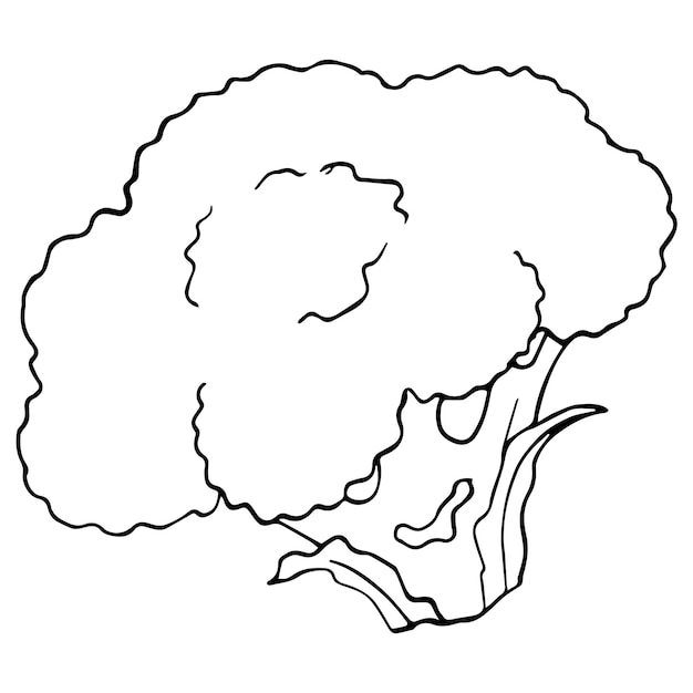 Brócoli coliflor repollo comestible comida vegetariana