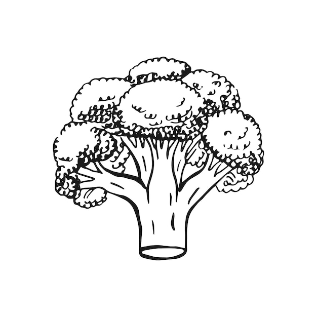 Brócoli Ilustración vectorial dibujada a mano en estilo contorno