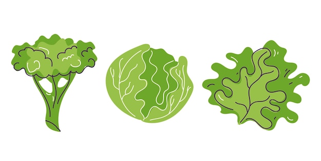 Brócoli repollo lechuga conjunto aislado ilustración de diseño gráfico plano