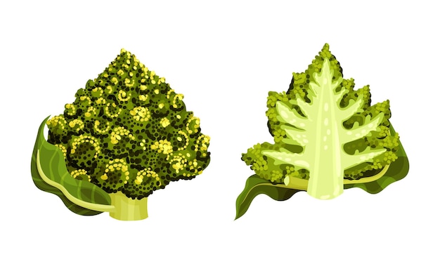 El brócoli románico o la coliflor romana como conjunto vectorial de ingredientes de ensalada cruda