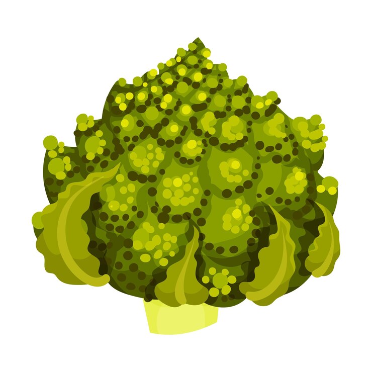 Vector el brócoli románico o la coliflor romana como ilustración vectorial de ingredientes de ensalada cruda