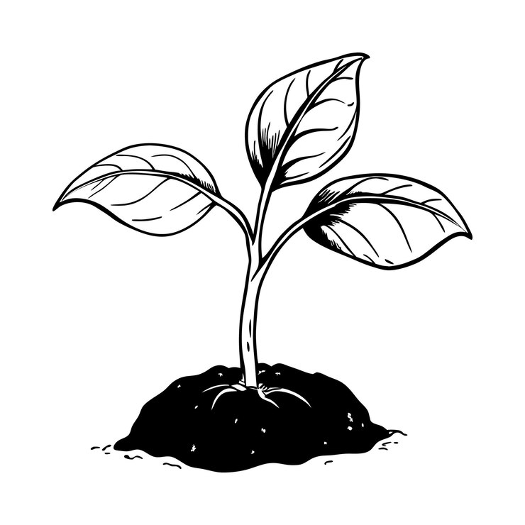 un brote con dos hojas está germinando