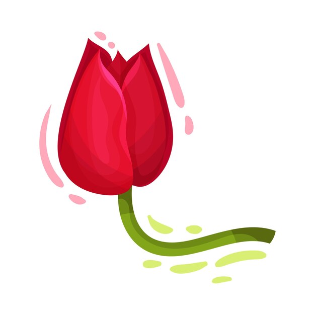 Un brote de flor de tulipán brillante en un tallo verde aislado en una ilustración vectorial de fondo blanco