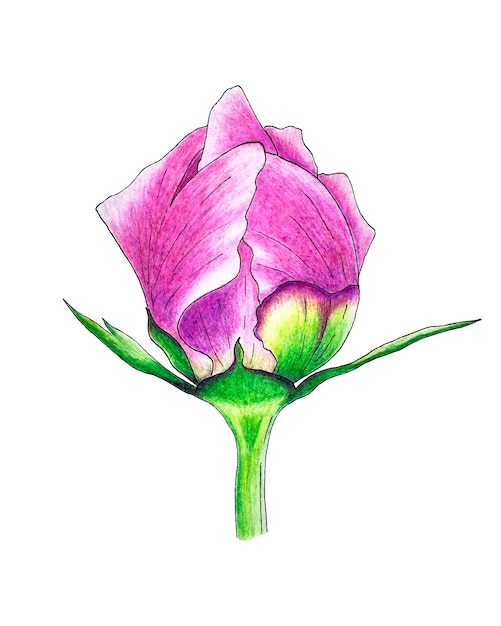 Brote de peonía cerrado pétalos de rosa y hojas dibujo de lápiz de mano de trazado vectorial aislado
