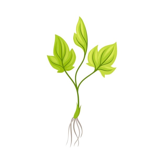 Vector brote de planta de uva con raíces débiles aislado en un elemento vectorial de fondo blanco