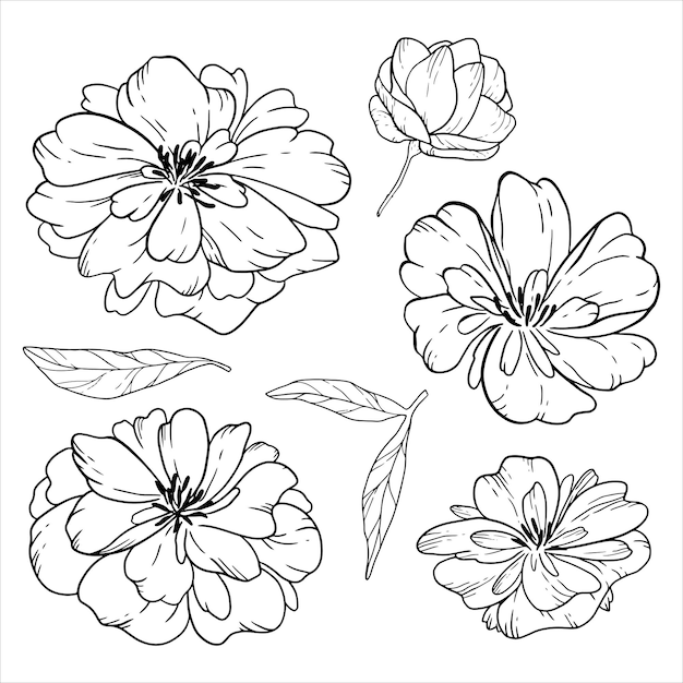 Los brotes en flor de las peonías de lujo son un dibujo hermoso