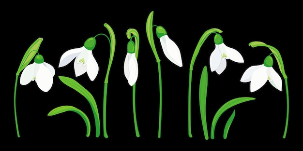 Los brotes de las hojas y las flores de las gotas de nieve son vectores