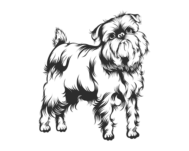 Bruselas Griffon Dog Vector Illustration, Bruselas Griffon raza Vector sobre fondo blanco para t-sh
