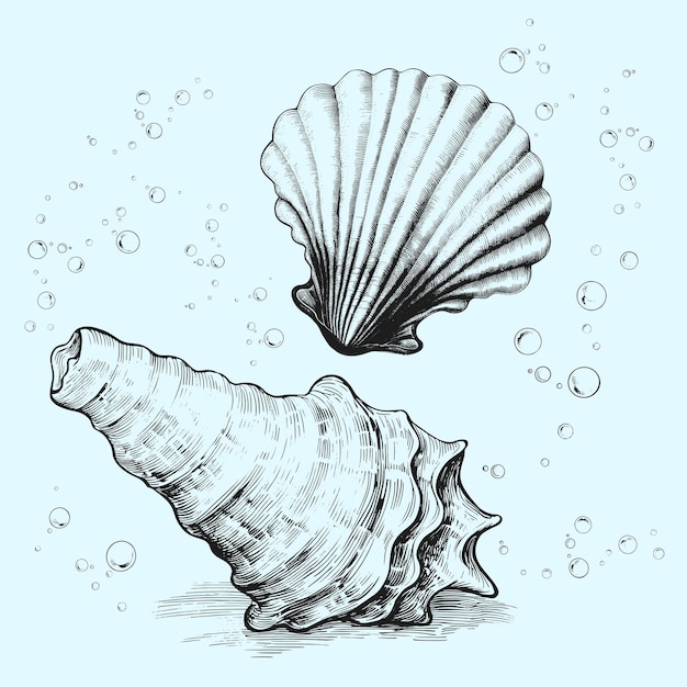 Buccino relámpago y elementos del mundo submarino Seashell Ilustración vintage Vector