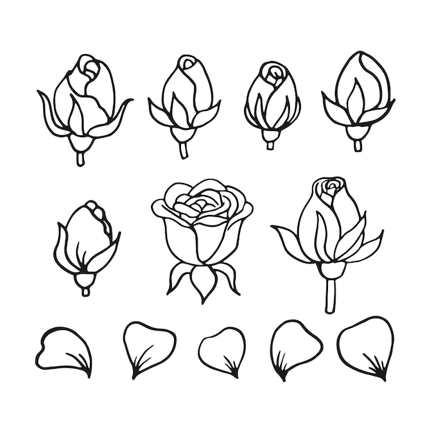 Vector budos de flores de rosa ilustración vectorial dibujada a mano en estilo de contorno