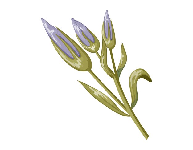 Buds de crocus púrpura con pétalos en un tallo con hojas verdes vector aislado flor de dibujos animados