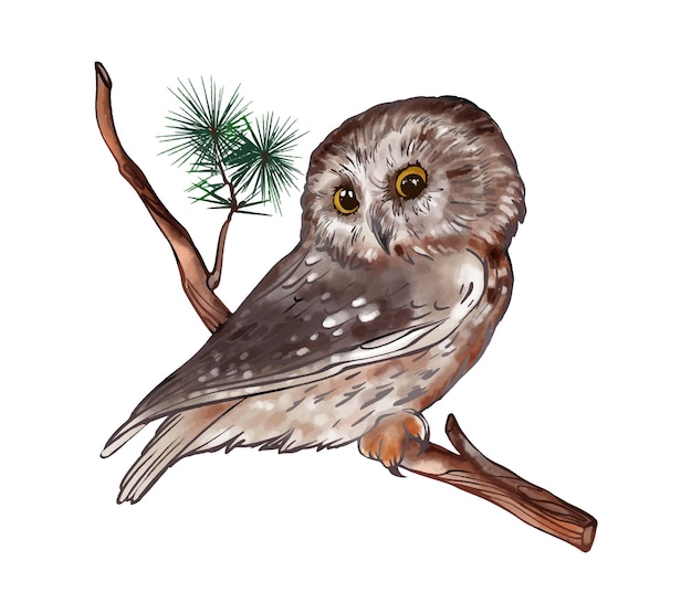 Búho en un dibujo vectorial de acuarela de rama. Hecho a mano. Para ilustraciones y enciclopedias.