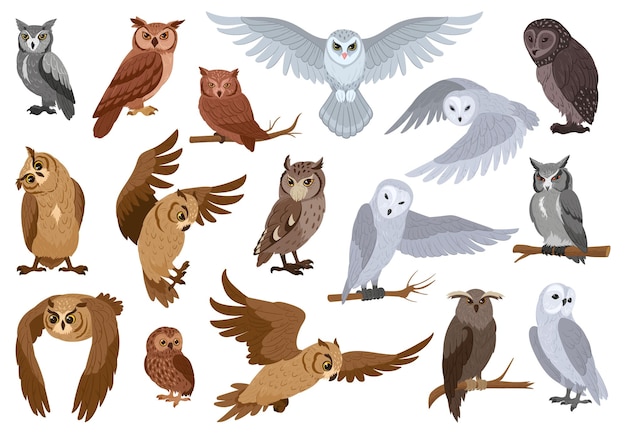 Búhos de dibujos animados especies de aves del bosque Vida silvestre animales emplumados bosque sabio búho aves plano vector ilustración conjunto Colección de búhos