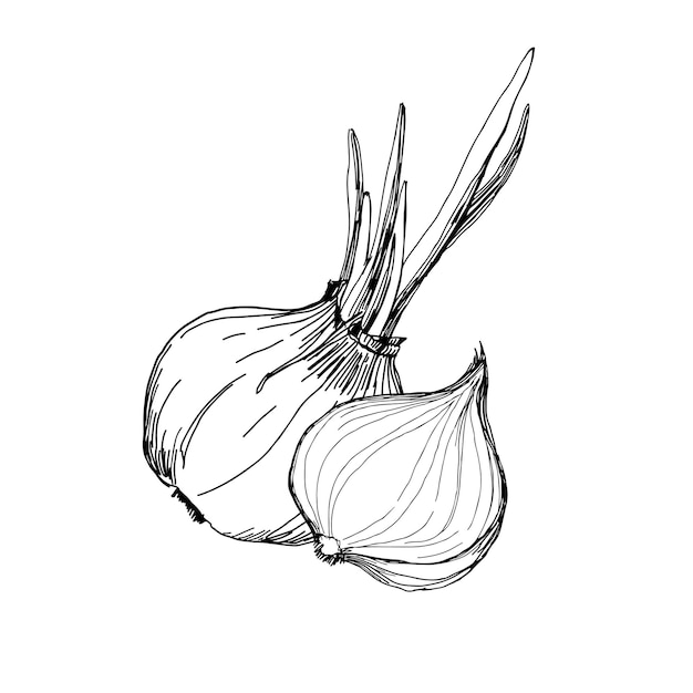 Bulbo de cebolla Medio alimento vegetariano Ilustración dibujada a mano por vector