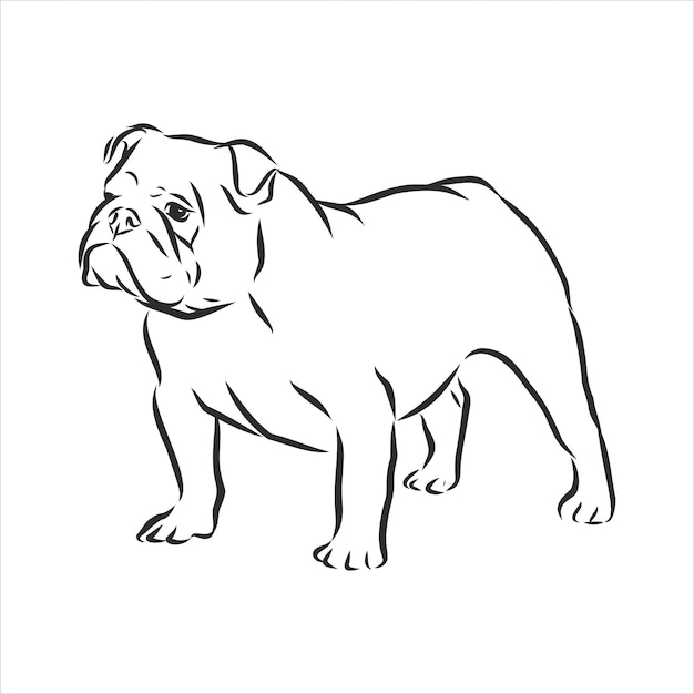 Bulldog inglés - ilustración de vector contorneado aislado, dibujo de perro