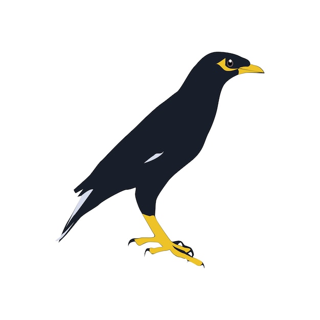 Bully bird illustration vector based on white background vol 01