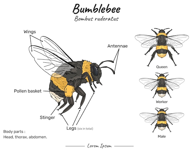 Bumblebee bombus ruderatus anatomía y tipos de sus ilustraciones