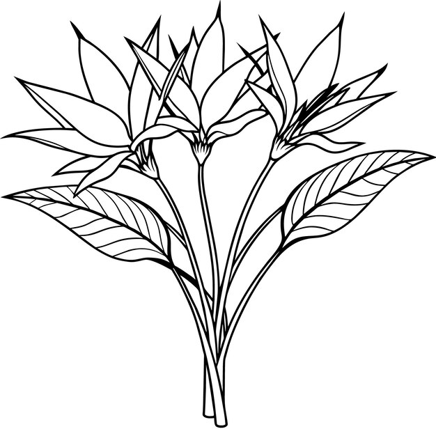 Buquet de flores de pájaro del paraíso Ilustración de diseño de páginas de libros para colorear