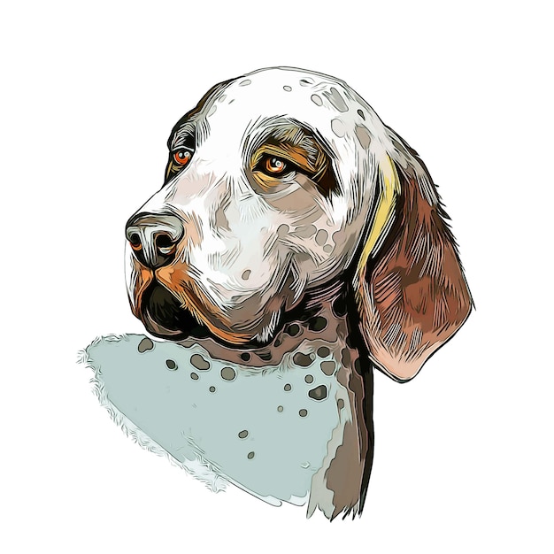 Burgos pointer perro raza acuarela boceto dibujado mano pintura ilustración