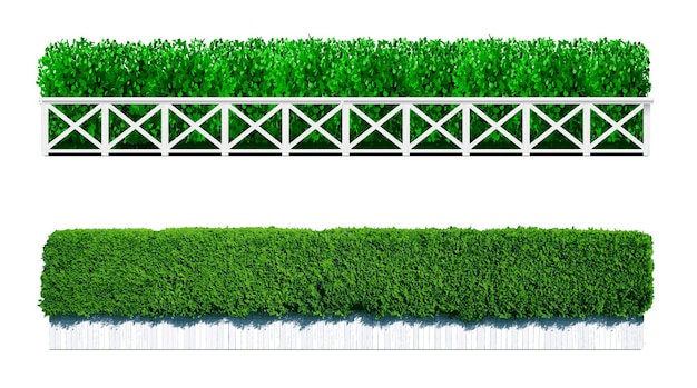 Bush en forma de seto verde. Planta ornamental. El jardín o el parque. Conjunto de vallas. Gráficos vectoriales