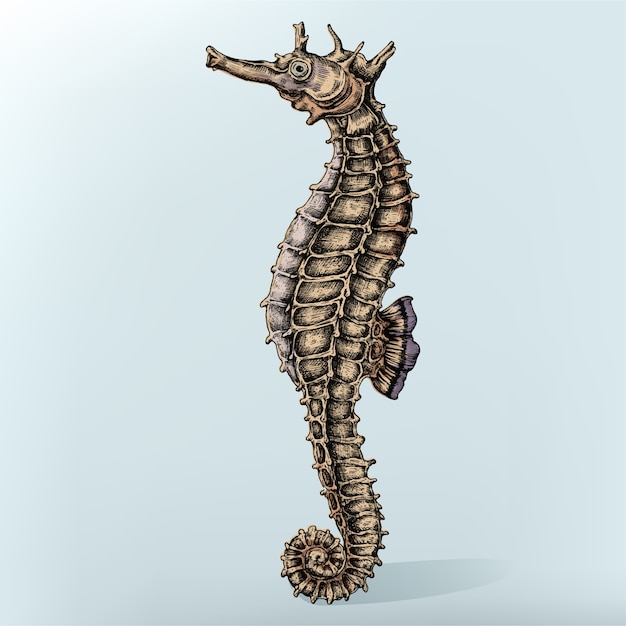Caballito de mar dibujado a mano aislado