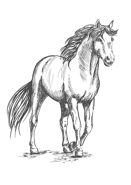 Vector caballo blanco de pie con pezuña levantada