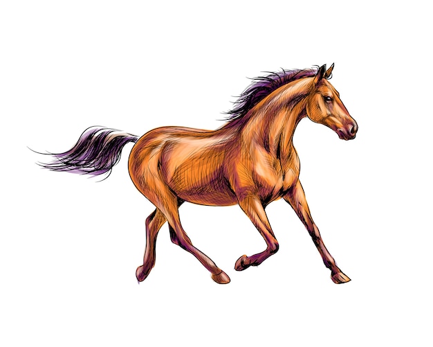 Caballo corre al galope de salpicaduras de acuarelas. Boceto dibujado a mano. ilustración de pinturas