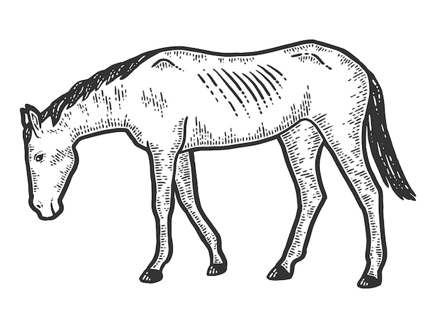 Caballo delgado y agotado Imitación de tablero de rasguño de boceto Blanco y negro