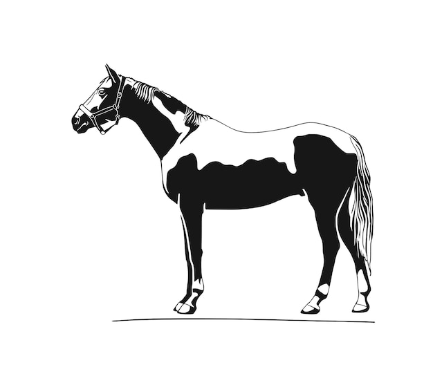 Caballo hermoso exterior aislado en la ilustración de vector de fondo blanco