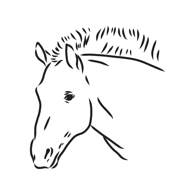 Vector el caballo de przewalskis una imagen abstracta sobre un fondo blanco ilustración vectorial imagen