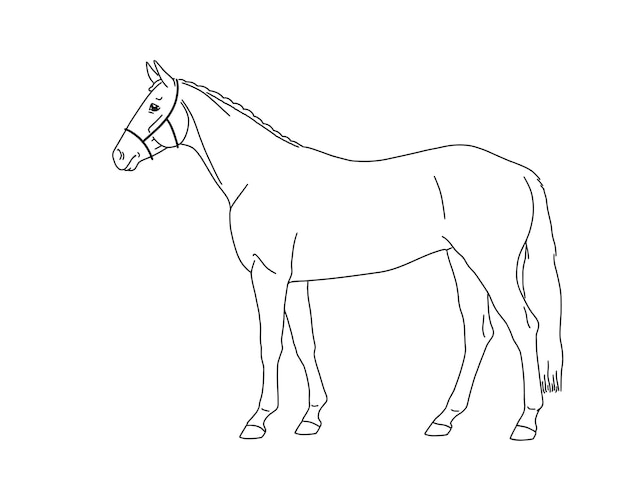 Caballo de sangre caliente se encuentra de perfil en un boceto vectorial de línea de fondo blanco